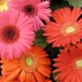 Gerbera