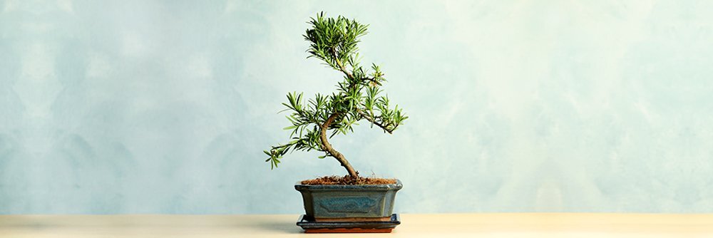 bonsai bakımı